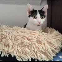Kätzin Ava, Katze zur Adoption