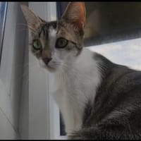 Kätzin Samira, Katze zur Adoption