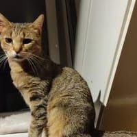 Katze Bella mit Handicap, Katze zur Adoption