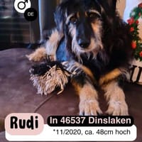 Sanfter RUDI sucht seine Menschen, Hund zur Adoption