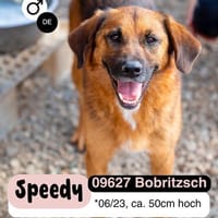 Fröhlicher SPEEDY sucht seine Menschen, Hund zur Adoption