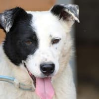 Jashi - lustige, kleine Mischung, Hund zur Adoption