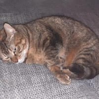 Nanetta sucht ihr Traumzuhause, Katze zur Adoption