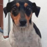 liebe Lena, ca. 45 cm hoch, mit Katzen verträglich, Hündin zur Adoption