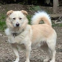 Filu, der kleine Eisbär, Hund zur Adoption
