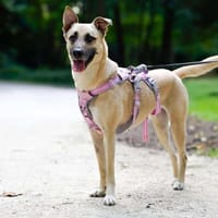 Lea, die Schönheit, Hündin zur Adoption