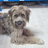 Momo - Traumzuhause gesucht, Hündin zur Adoption