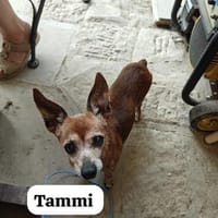Tammi sucht eine Adoption auf dem Weg ins Glück, Hündin zur Adoption