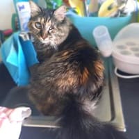Sehbehinderte Kiraz sucht ihre Familie, Katze zur Adoption
