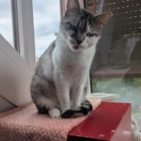 Kätzin Nikki FIV +, Katze zur Adoption