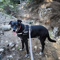 freundlicher Senior sucht Körbchen, Hund zur Adoption