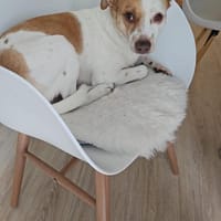 Olaf sucht liebevolles einzel zuhause, Hund zur Adoption