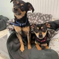 Speedy u. Rambo möchten zusammenbleiben, Hund zur Adoption