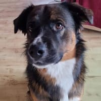 CHICO - freundlich & lernwillig - sucht seine Menschen, Hund zur Adoption