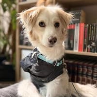 Vorsichtige Kuschelmaus ANCA sucht ihre Menschen, Hündin zur Adoption
