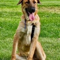 Dionisio, sportlich, fröhlich, offen, Hund zur Adoption