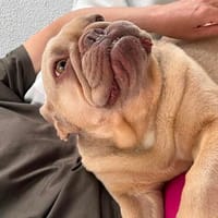 Enja PP Frenchie Sonnenschein, Hündin zur Adoption