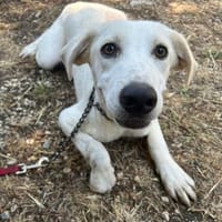 Biscotto wartet in der Tierherberge Donzdorf, Hund zur Adoption