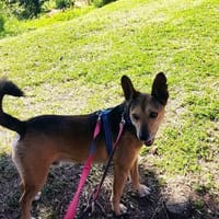 schöner Podenco Rüde, Hund zur Adoption
