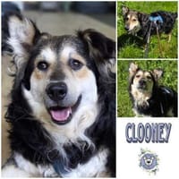 Clooney * ein echter Charakterhund, Hund zur Adoption
