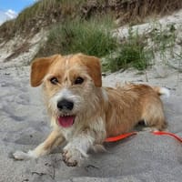 Liebenswerter Jungbub ♥ Boki ♥ wartet in 17419 Zirchow, Hund zur Adoption