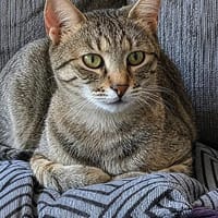 Safira möchte endlich ein für-immer-Zuhause haben, Katze zur Adoption