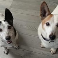 PATTY&BOGA - Gemeinsam durchs Leben!, Hund zur Adoption