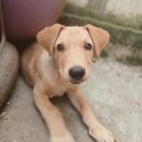 Liebevoller, ruhiger Johnboy sucht Zuhause, Hund zur Adoption