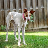 ISABEL  Wirbelwind mit ganz viel Herz!, Hündin zur Adoption