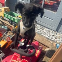Kaya sucht ein Zuhause, Hündin zur Adoption