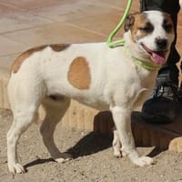 Gomez, freundlich, offen, neugierig, Hund zur Adoption