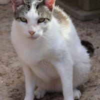 Garfield, sucht Altersruhesitz, Kater zur Adoption