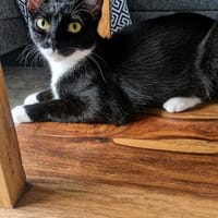 Sally sucht ihren Menschen, Katze zur Adoption