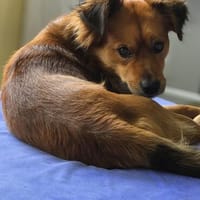 Toffi  ist fröhlich & unbeschwert, Hund zur Adoption
