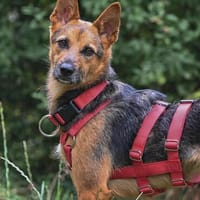 Pflegehündin Gretel wartet in 40668 Meerbusch, Hündin zur Adoption