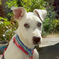 Geben Sie Artemis eine Chance?, Hund zur Adoption
