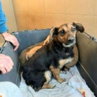 Kleine zuckersüße Shakira, Hündin zur Adoption