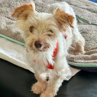 César in 40667 Meerbusch, Hund zur Adoption