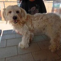 Collin 30 cm (Pflegestelle), Hund zur Adoption