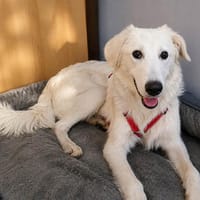 Möchten Sie Ade ein Zuhause schenken?, Hund zur Adoption