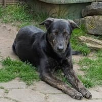 Happy wartet in 97513 Michelau, Hund zur Adoption