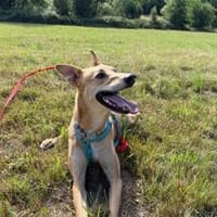 Windhund-Mix Keylam wartet auf dich!, Hund zur Adoption
