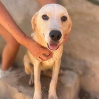 Bacon wartet in der Tierherberge Donzdorf, Hund zur Adoption