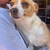 Olivi wartet in der Tierherberge Donzdorf, Hündin zur Adoption
