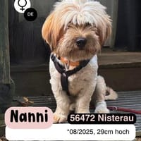 Fröhliche NANNI möchte ankommen, Hündin zur Adoption