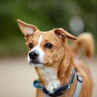 Nemo möchte wieder glücklich sein, Hund zur Adoption
