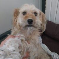 Struppi 34 cm (Pflegestelle), Hund zur Adoption