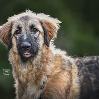 Lilù wünscht sich eigene Familie, Hündin zur Adoption