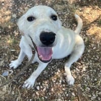 Okley wartet in der Tierherberge Donzdorf, Hund zur Adoption