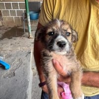 Bella - möchte gerne die Welt entdecken, Hündin zur Adoption